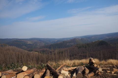 Das Waldsterben trifft Nordrhein-Westfalen ausgesprochen hart. (Foto: MichaelMueller410  / pixelio.de