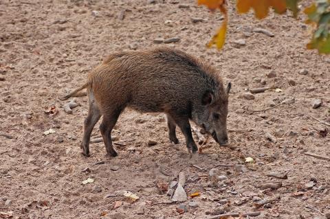 Erster ASP-Fund in Mecklenburg-Vorpommern (Foto: pixabay.de)