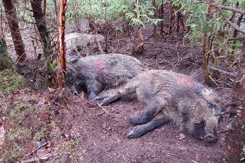 Dieses Bild aus Litauen zeigt an der ASP verendete Wildschweine an ihrem Fundort. (Foto: M. Ulmanis)