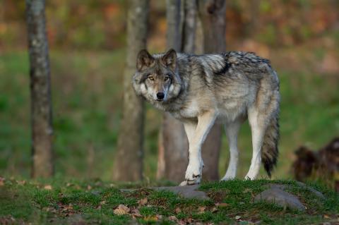 Wolfsverordnung nur Papierform