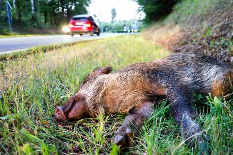 Steigende Wildunfälle am Wochenende