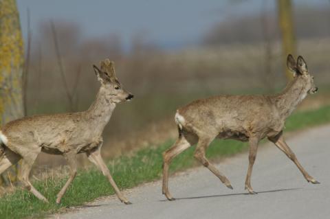 Rehe sachgerecht bejagen – auch im April