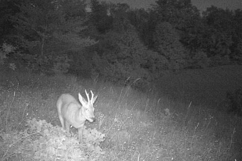 Bock bei Nacht mit einer Secacam-Wildkamera aufgenommen.