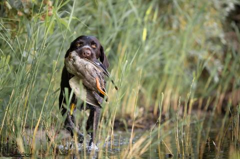 Jagdhunde - Änderungen Brauchbarkeitsprüfungsordnung NRW