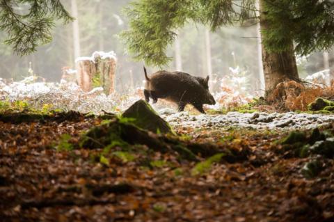 Die Jagd auf Schwarzwild ist teil der ASP-Prophylaxe (Foto: Kauer/DJV).