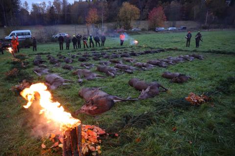 Falsche Freigaben provozieren Tierleid