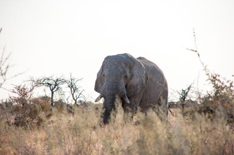 Elefant