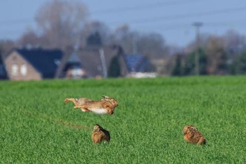 Nehmen wieder zu: Die Hasenbesätze in Deutschland (Foto: DJV/Seifert)