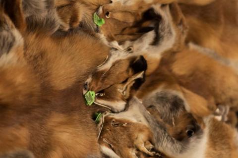 Fuchsbälge aus nachhaltiger Jagd