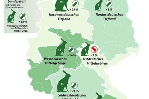 DJV Feldhasenpopulation