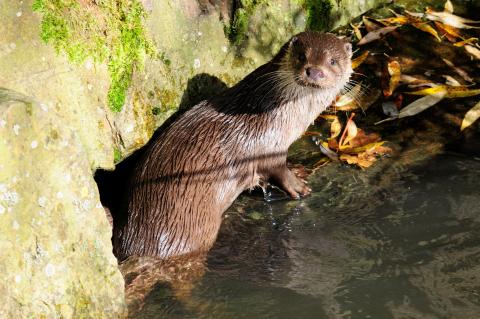 Fischotter-Nachweis in Soest