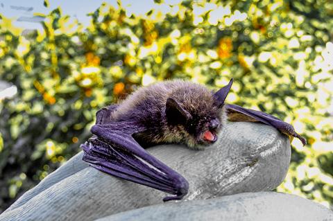 Nach wie vor ein möglicher Tollwut-Übertrager: Die Fledermaus. (Foto: pixelio)