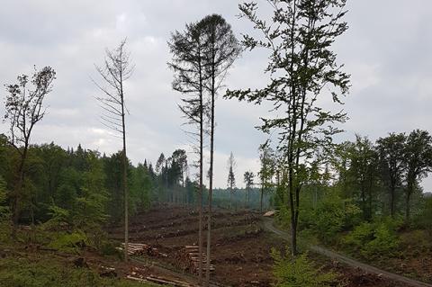 Der Wald verändert sich durch Umwelteinflüsse massiv (Foto: F. Höltmann).