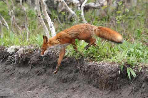 Staupe Fuchs Viersen Niederhein