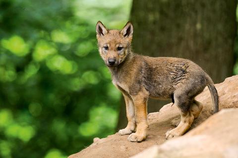 Geduscht, tierärztlich versorgt - und wieder ausgesetzt wurde etwa ein acht Wochen alter Wolfswelpe am Niederrhein (Symbolfoto).