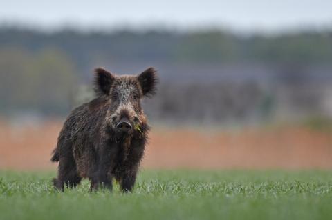 Der DJV stellt weitreichende Forderungen an die Politik, die den Jägern die Bejagung des Schwarzwildes erleichtern sollen. (Foto: Kauer/DJV)