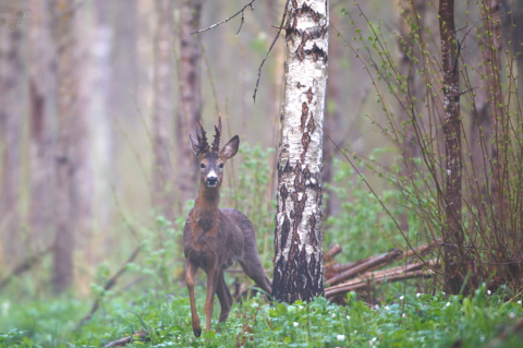Rehbock im Wald (Foto: Canva/DJV)