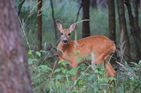 Der DJV kritisiert, dass der Bund beim Waldumbau auf "Wald vor Wild" setzen will (Foto: Hamann/DJV).