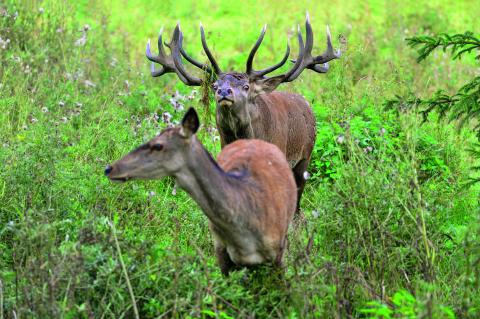 Nur eine ausreichende Zahl alter, reifer Hirsche sorgt für rechtzeitigen Beschlag der Tiere – durch weniger Nachbrunft sinkt so auch die Menge spät gesetzter, schwacher Kälber. (Foto: K.-H. Volkmar)