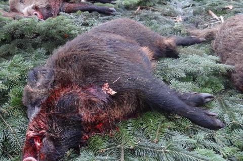 Wer eine Jagdreise nach Polen unternimmt, muss seine Ausrüstung nachher intensiv desinfizieren (Foto: F. Höltmann).