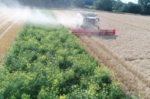 Blühstreifen im Getreide ziehen Insekten an, die Bodenbrütern Aufzuchtnahrung bieten. (Foto: Specht)