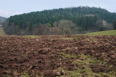 Schwarzwildschäden im Grünland können kostspielig sein. (Symbolfoto: K.-H. Volkmar)