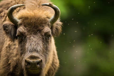 Wisent-Herde vom Rothaarsteig nun herrenlos? - Projektende angekündigt