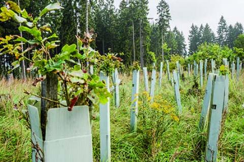 Ohne Schutzmaßnahmen - wie diese Wuchshüllen bei Eichen - wird der Waldumbau nicht gelingen. (Foto: K. Schlotmann)