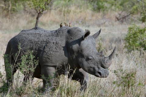 Nashorn in Afrika (Foto: Pexels/pixabay.com)