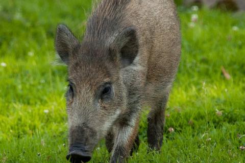 Wildschwein