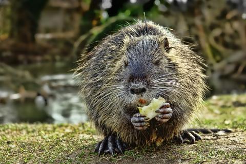 Nutria