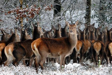 Spätwinter und zeitiges Frühjahr bedeuten für das wiederkäuende Schalenwild eine harte Zeit - mit und ohne Schnee. (Symbolfoto: InspiredImages/pixabay.com)