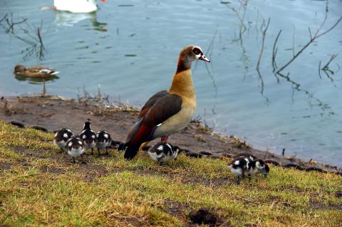 Nilgans invasive Art