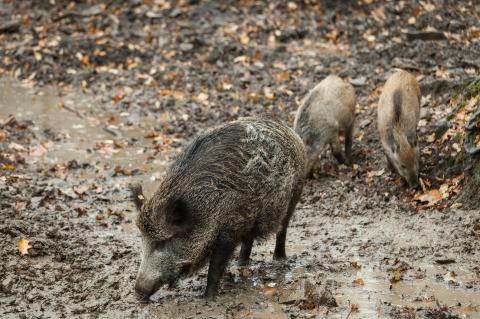 In Brandenburg sollen Sauen auch mit der Falle gefangen werden (Symbolfoto: Daniel Bahrmann/pixabay).