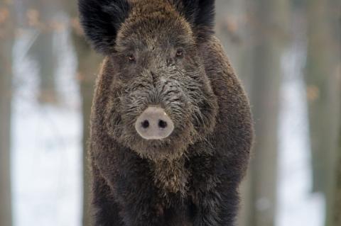 Wildschwein