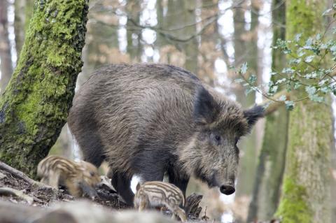 ASP Wildschweine Belgien Afrikanische Schweinepest