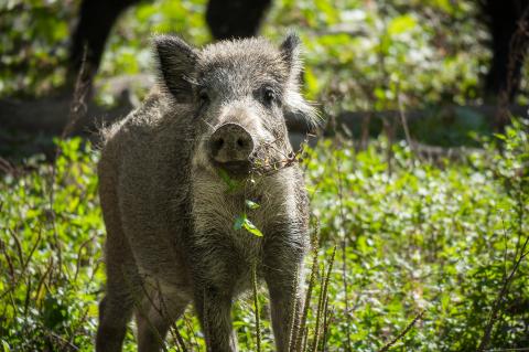 Offenbar gibt es einen zweiten Seuchenherd 70 Kilometer nördlich der ASP-Kernzone. (Symbolfoto: Thomas B. / pixabay.com)