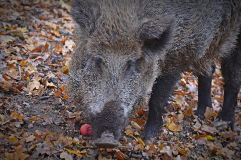 Wildschwein