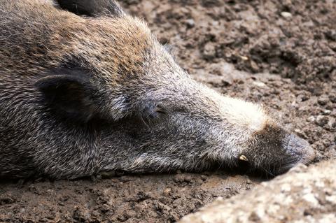 An ASP verendet: ein Schwarzkittel im Landkreis Frankfurt/Oder (Symbolfoto: Pixabay)