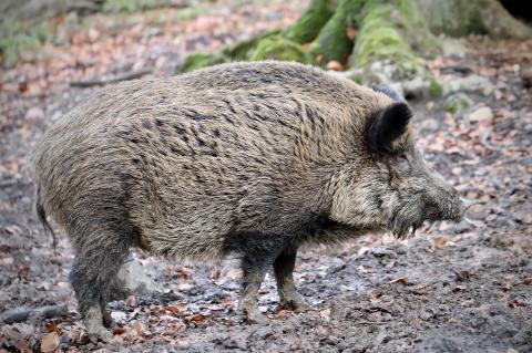 Der ASP-Verdacht bei einer bei Potsdam gefundenen Sau hat sich nicht bestätigt. (Symbolfoto: Annette Meyer / pixabay.com)