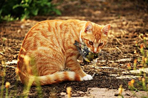 Verwilderte Hauskatzen - unlösbares Problem?