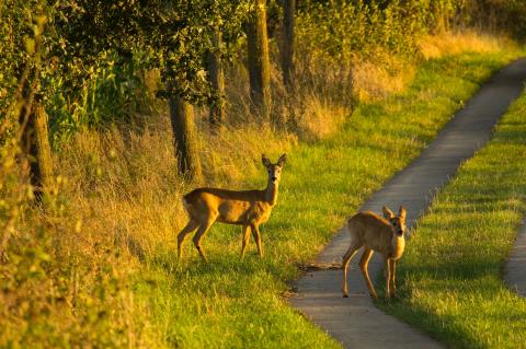 Gerade im September bieten sich viele Gelegenheiten, um Kitze zu erlegen. (Foto: pixabay.com)