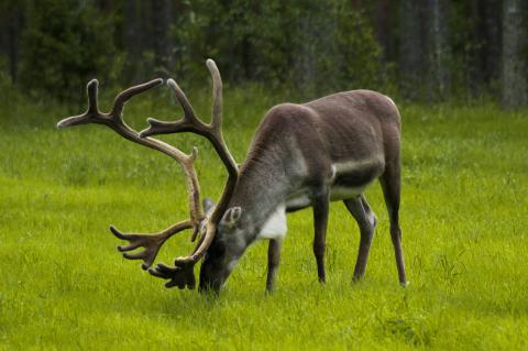 Rentier in Finnland