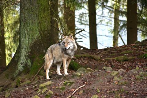 Neue Wolfsverordnung beschlossen