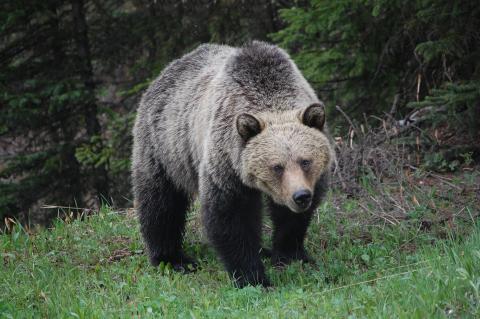 Die Bärenjagd im Yellowstone wurde untersagt.