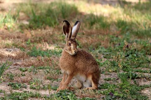 Hase mit Tularämie im Kreis Coesfeld gefunden. (Symbolfoto: franz W./pixabay)