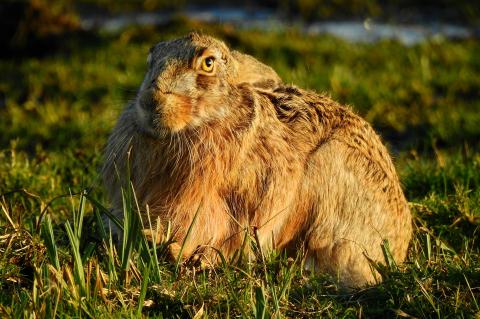 In Niederbayern ist die Hasenpest erneut nachgewiesen worden. (Foto: Mabel Amber / pixabay.com)