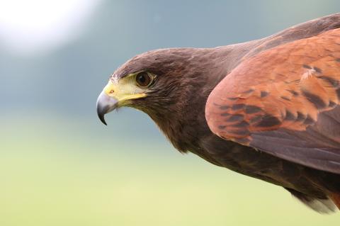 Wüstenbussard
