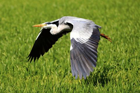 Graureiher Fischreiher Bayern Jagd