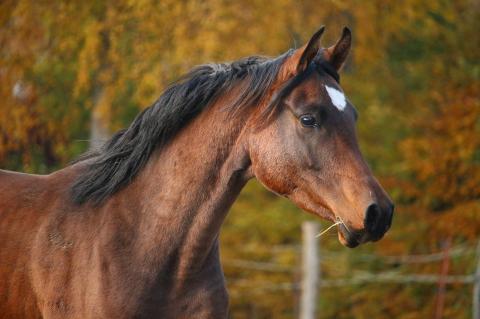 Zwei Hannoveraner sind dem Rodewalder Rudel zum Opfer gefallen. Das hat ein DNA-Test nun bestätigt (Symbolfoto: rihaij / pixabay.com).